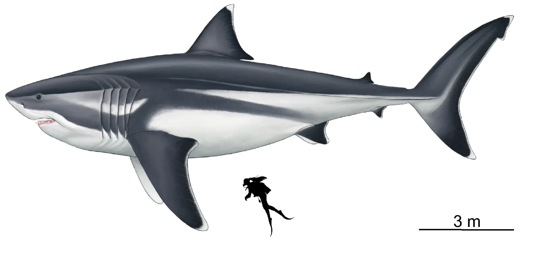 True size of the legendary 'megashark' revealed
