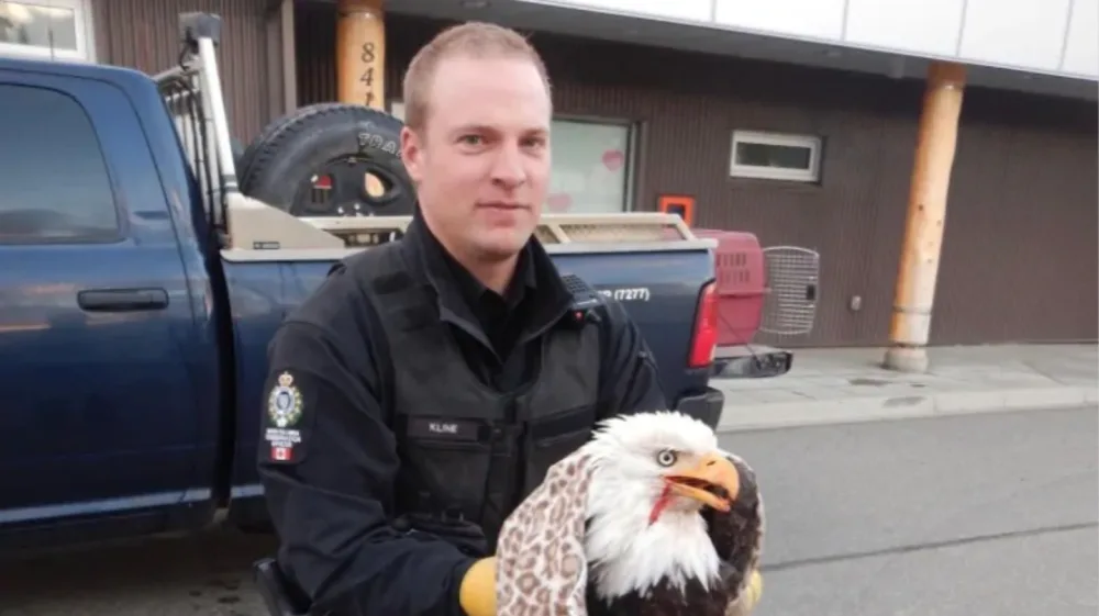 cbc: Conservation officer Joel Kline was able to safely place the eagle in a secure kennel. (RCMP)