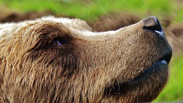 Ces ours sont uniques à Montebello