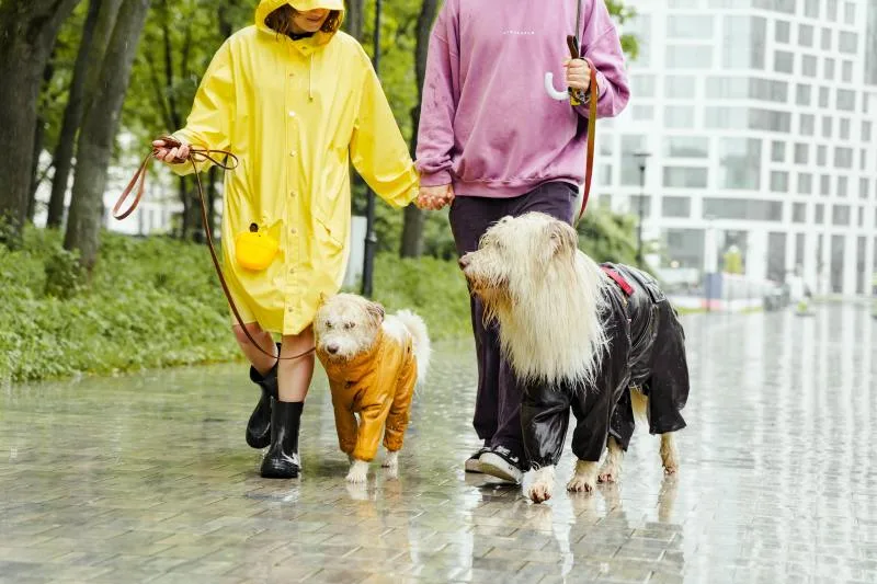 Yaroslav Shuraev, Pexels, dog walk in the rain