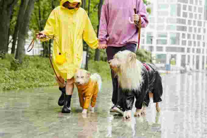 Yaroslav Shuraev, Pexels, dog walk in the rain
