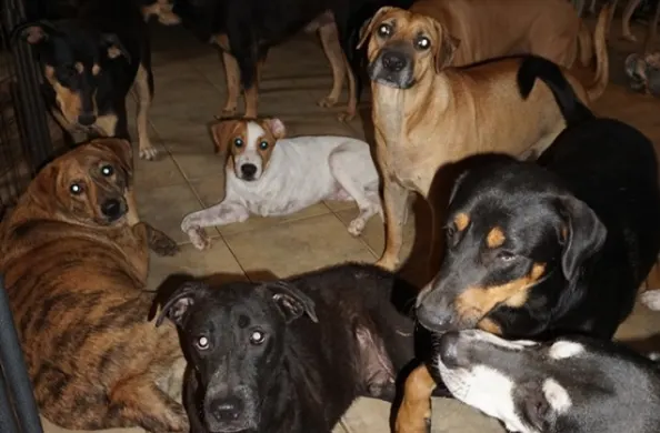  Woman takes in nearly 100 'terrified' dogs, protects them from storm