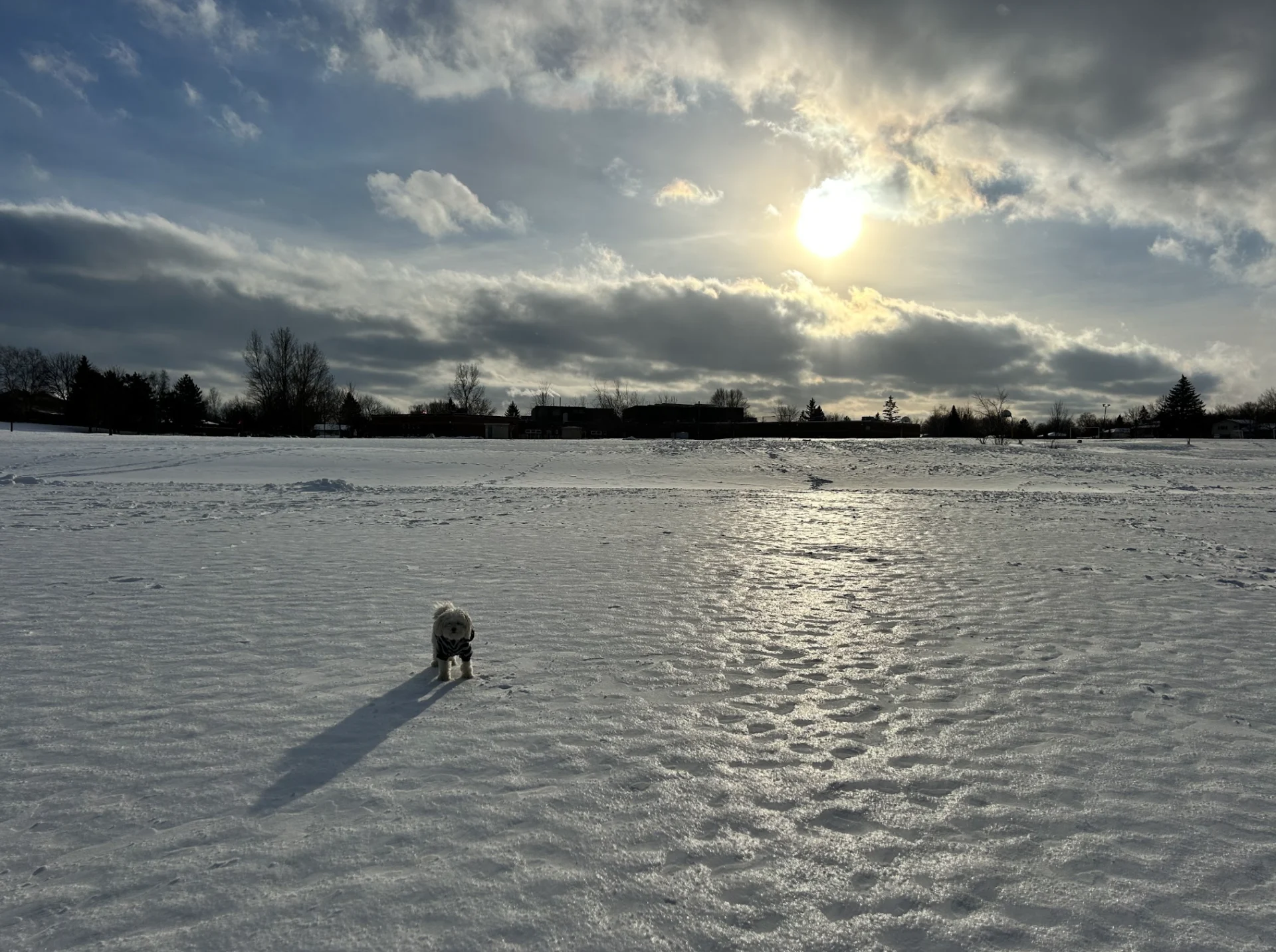 Mark Robinson: Cold, ice, dog, frozen winter landscape. Location: Guelph, Ontario, Jan. 15, 2024