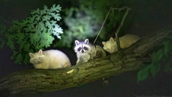  1 in 750K chance: Ont. Man snaps photo of 2 albino raccoons