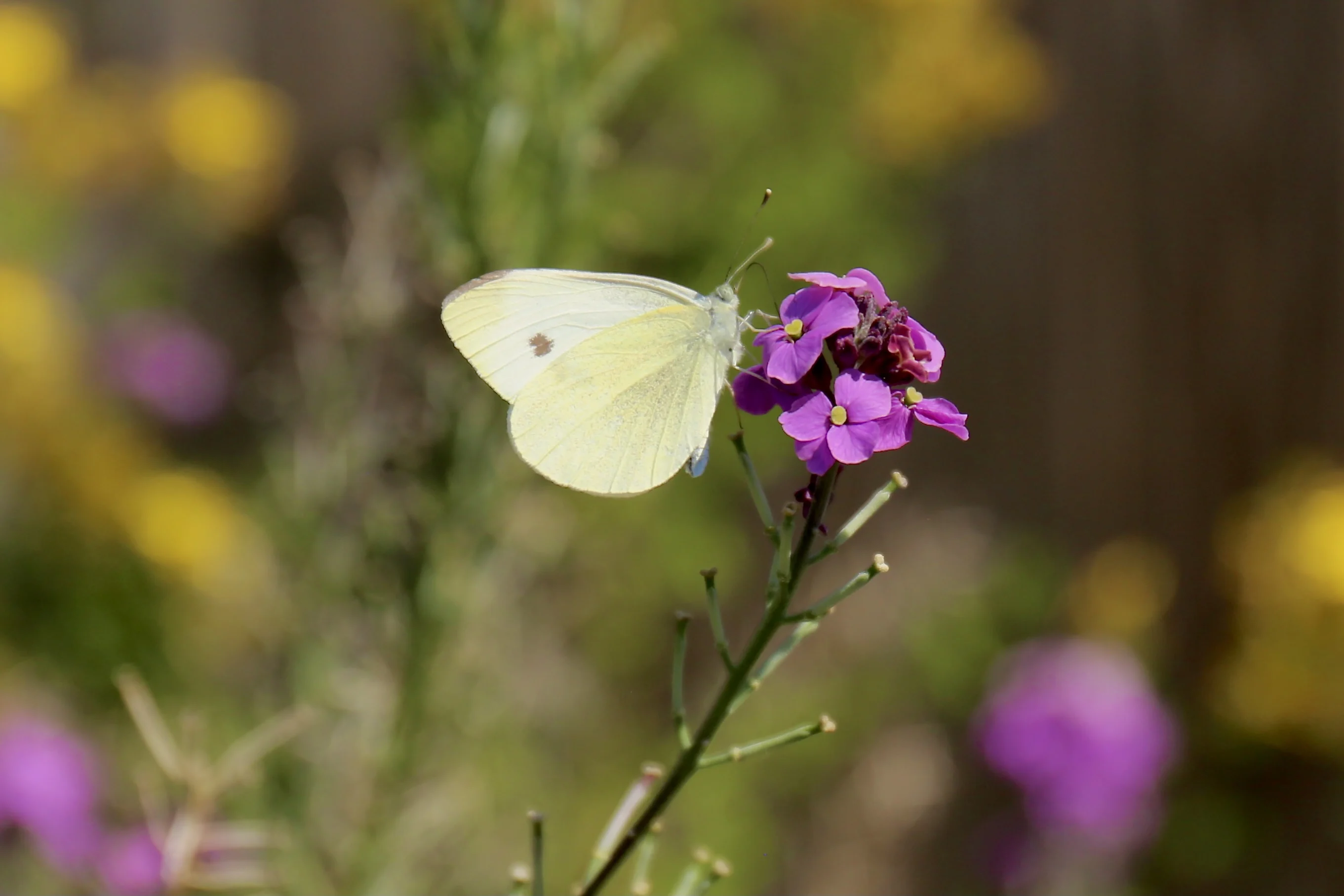 A cabbage white butterfly rests on a flower/Michelle Tseng/Submitted