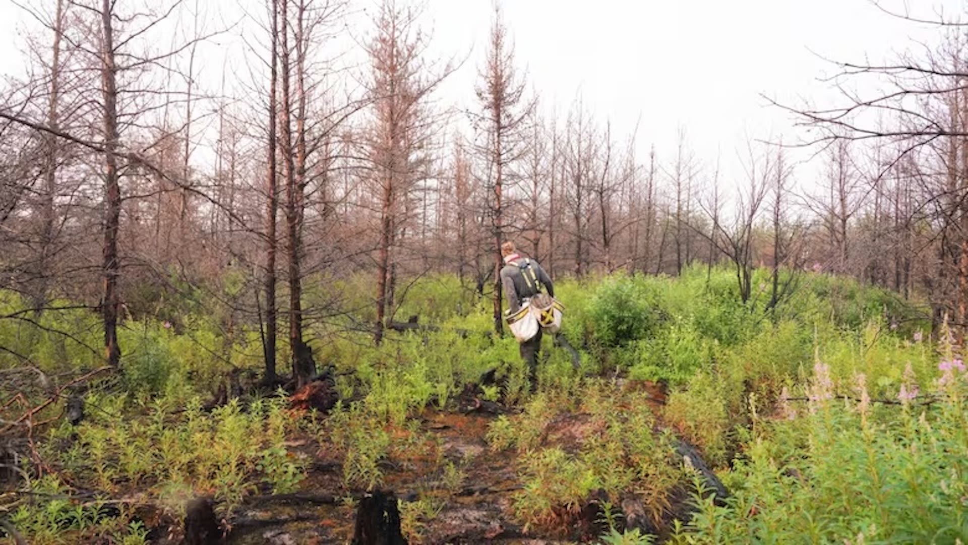 Replanting forests after wildfires comes with challenges...and opportunities