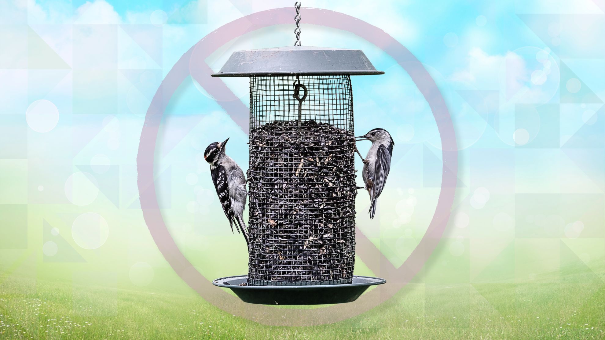 It's spring: Time to take down that bird feeder - The Weather Network