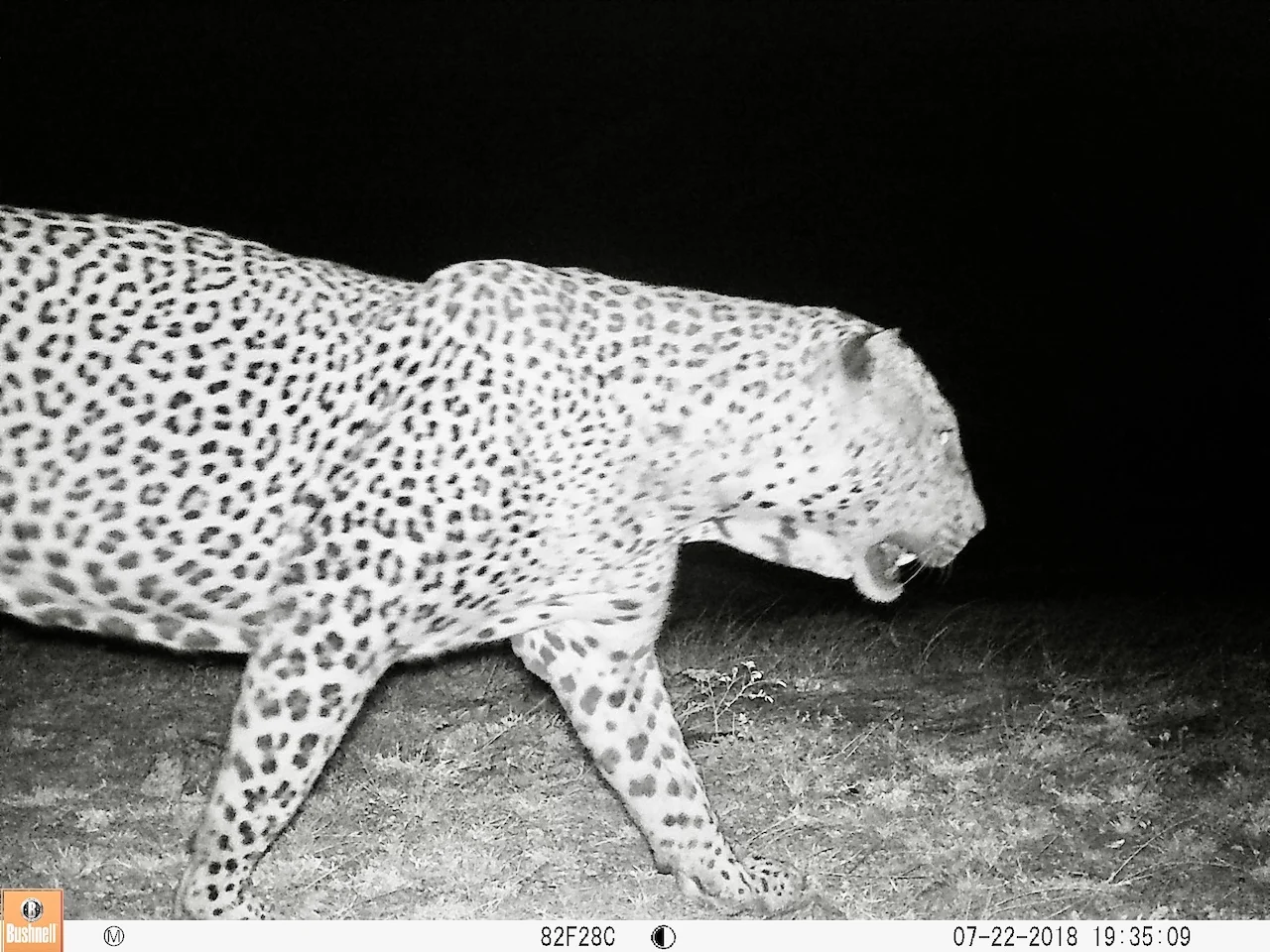 leopard/Aisha Uduman /UBC Faculty of Forestry