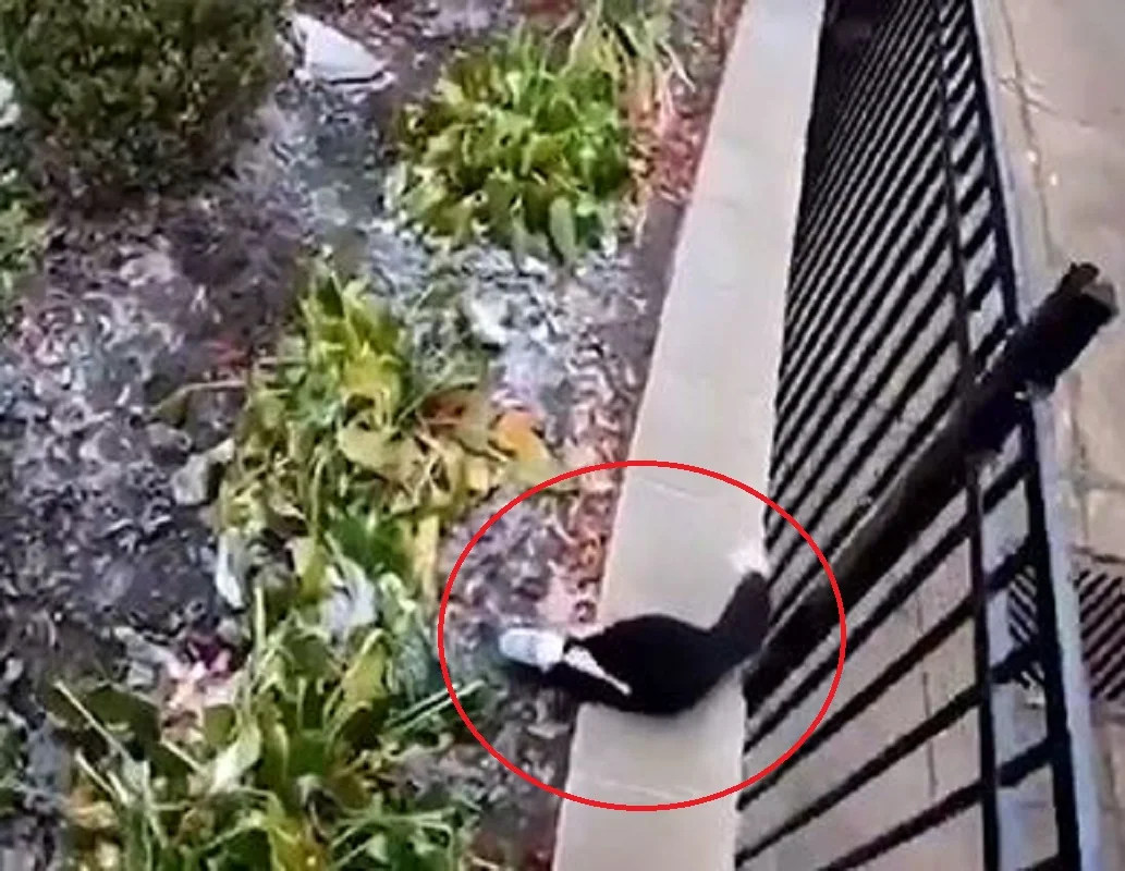 WATCH: Skunk rescue shows why you should properly store your garbage this winter