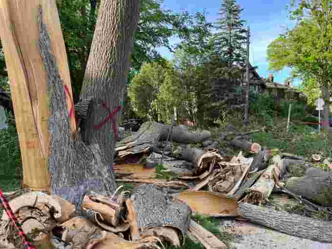 (CBC) Tree damage after derecho