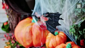Decorating for Halloween? These tips show you how to do so without harming local wildlife