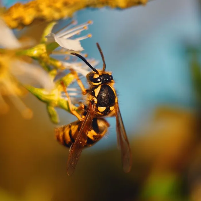 waspspspsps