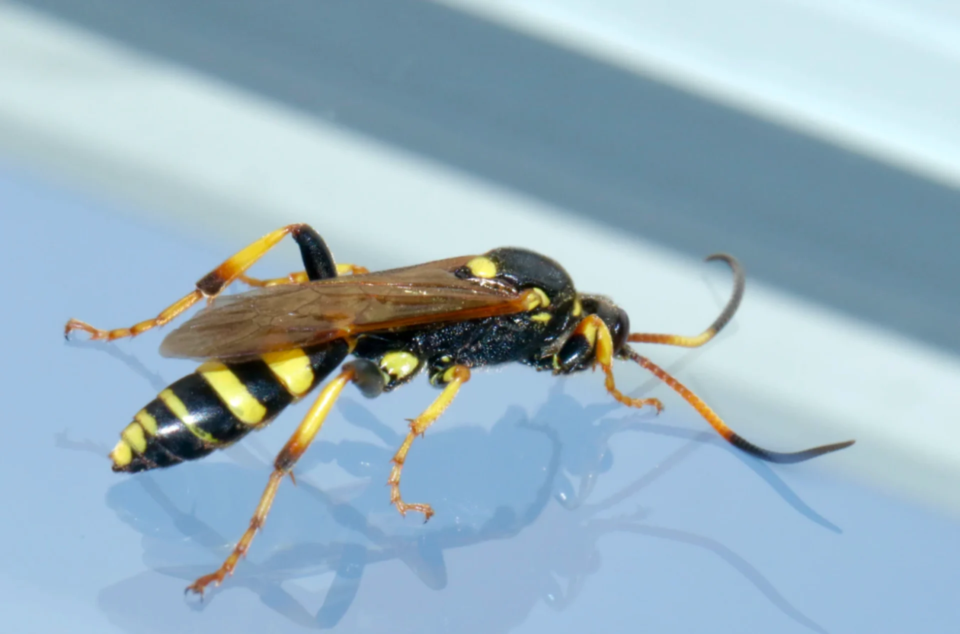 Why wasps become so annoying at the end of summer