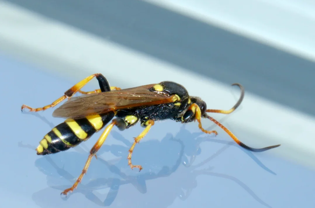 Why wasps become so annoying at the end of summer - The Weather Network