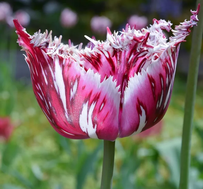 GETTY IMAGES crispa tulip