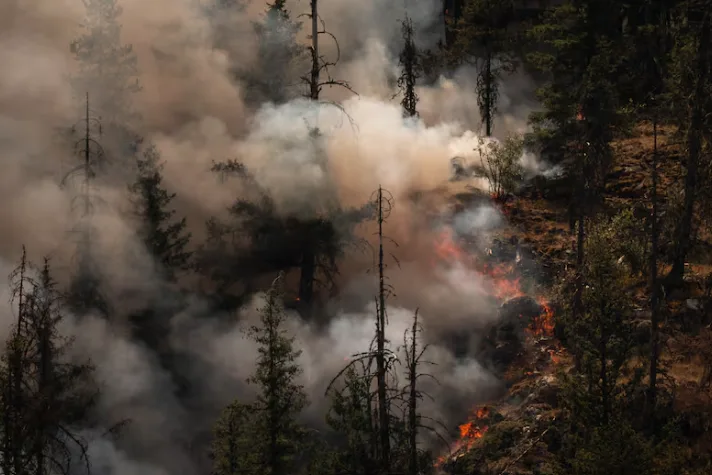 CBC - Signal Hill fire consumes tree on mountainside - July 16 - Ethan Cairns