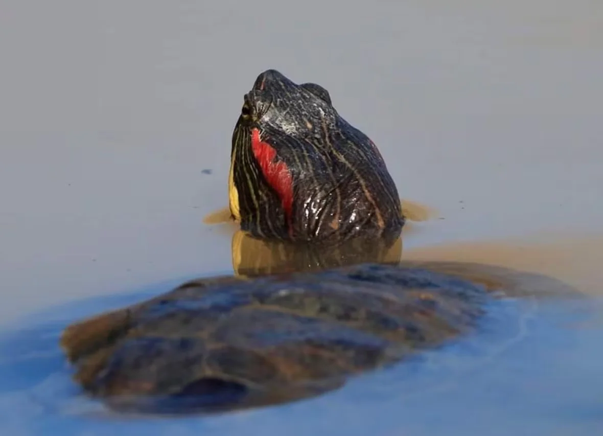 red-eared-slider-turtle (1)/Kyle Robertson Thomson via CBC