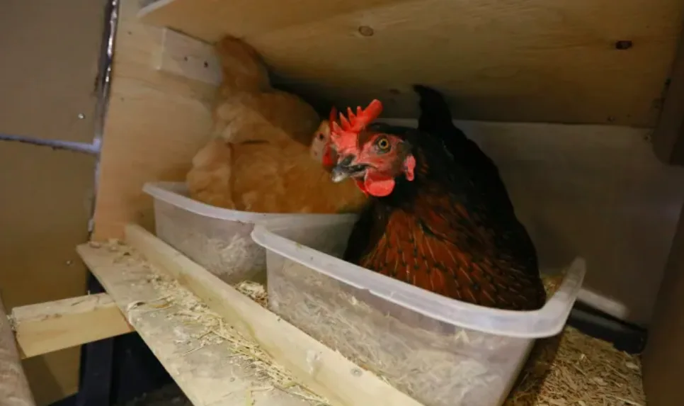 Bird feeders OK, but keep wild birds from backyard chickens as avian