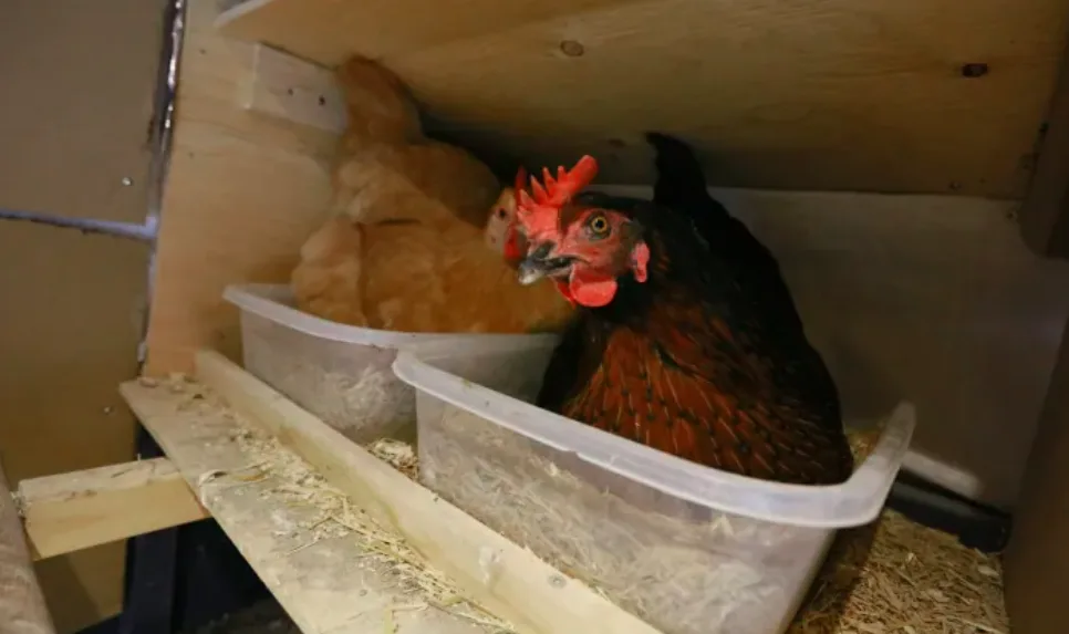 Bird feeders OK, but keep wild birds from backyard chickens as avian flu spreads