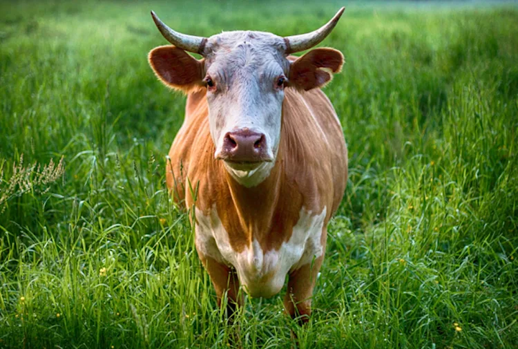 National Guard drops hay for cattle stranded by flood - The Weather Network