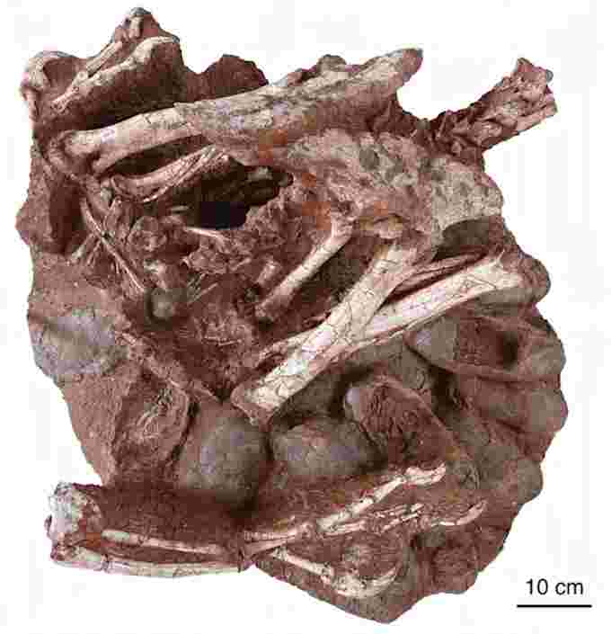 Dinosaur preserved on next/Shundong Bi