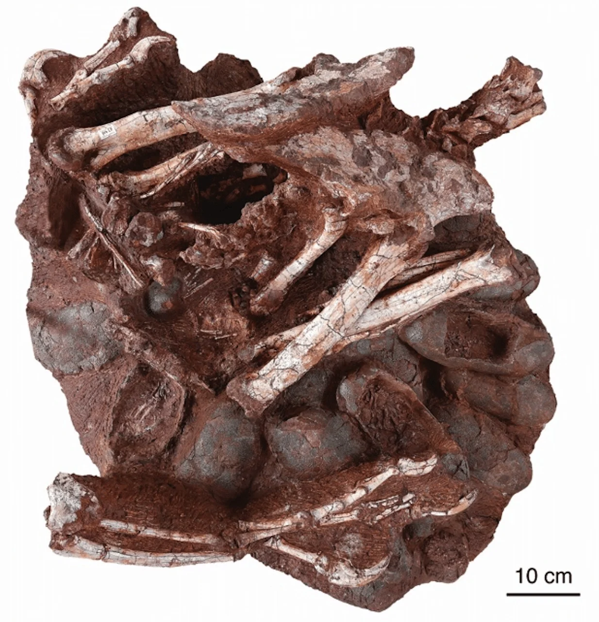Dinosaur fossil atop nest with eggs is world's first, scientists say