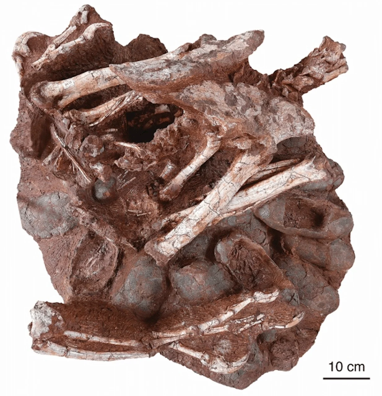 Dinosaur fossil atop nest with eggs is world's first, scientists say