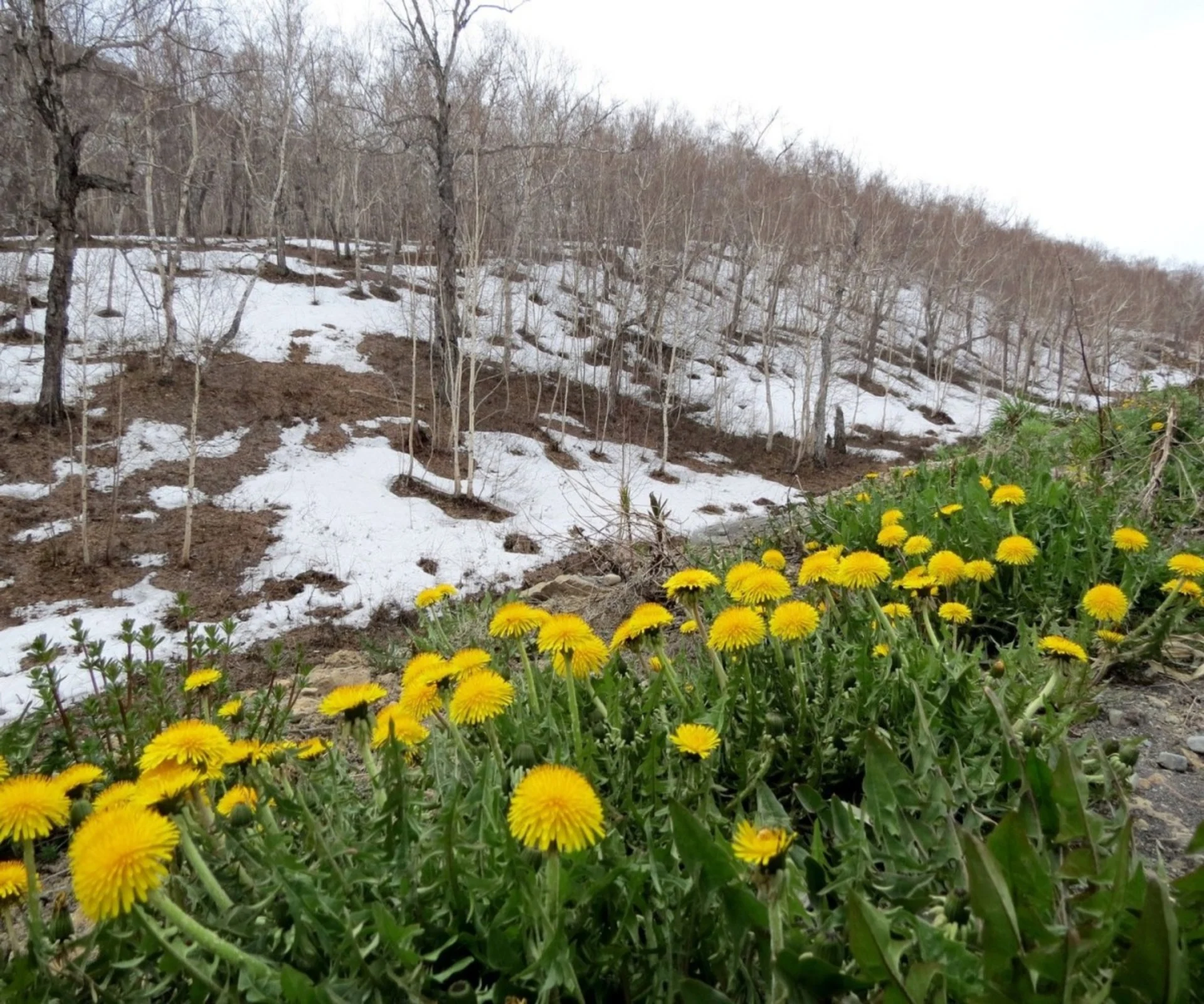 FONTE DE LA NEIGE 4