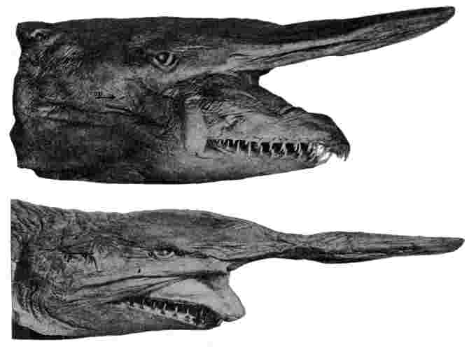 Goblin shark Hussakof L. Wikimedia Commons