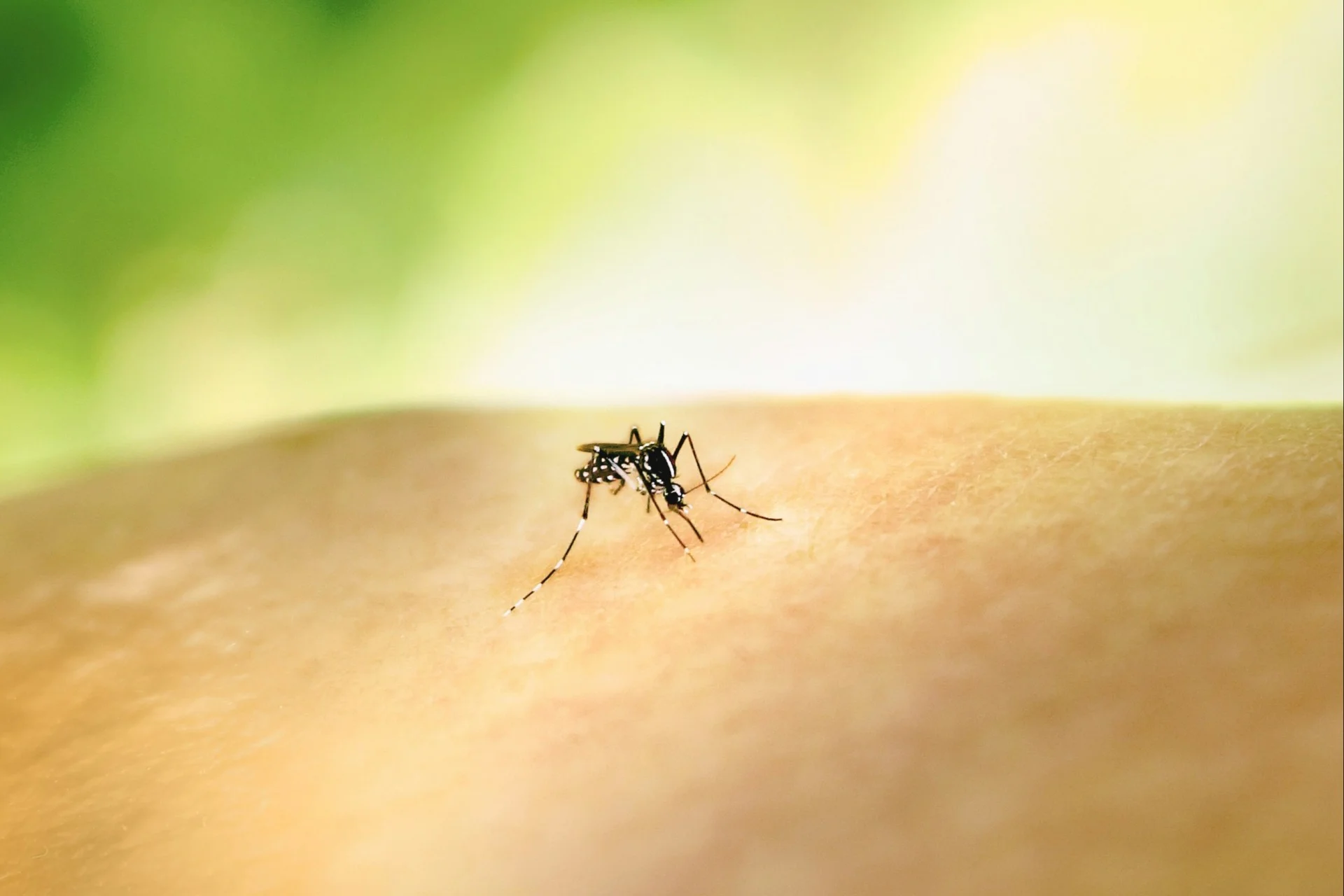 moustique tigre tiger mosquito