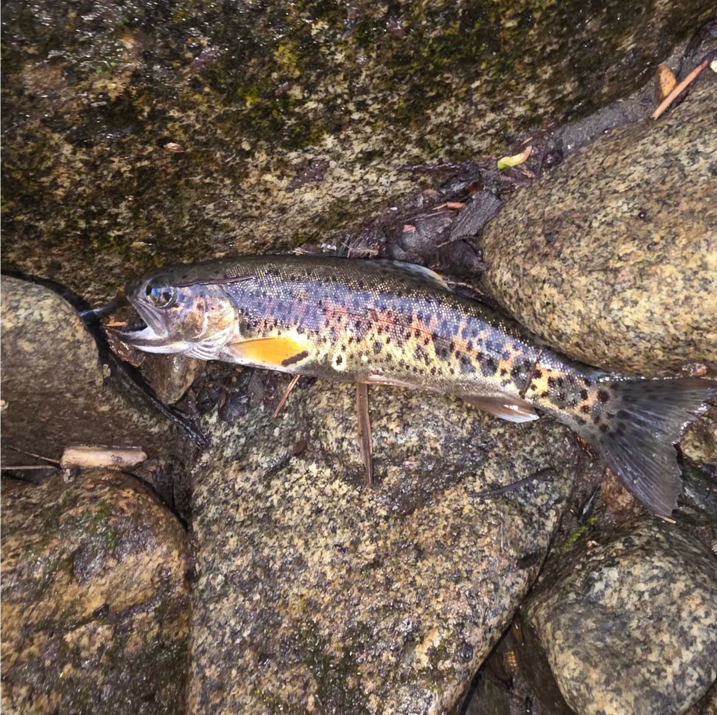 CBC: Many fish were found dead in Anderson Creek in the City of Nelson, B.C., about 660 kilometres east of Vancouver, after water had to be diverted from the creek for repair work. (Submitted by Brent Holowaychuk)
