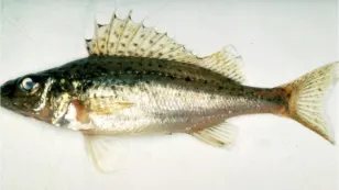 'Very aggressive competitors': New invasive fish detected in Ontario