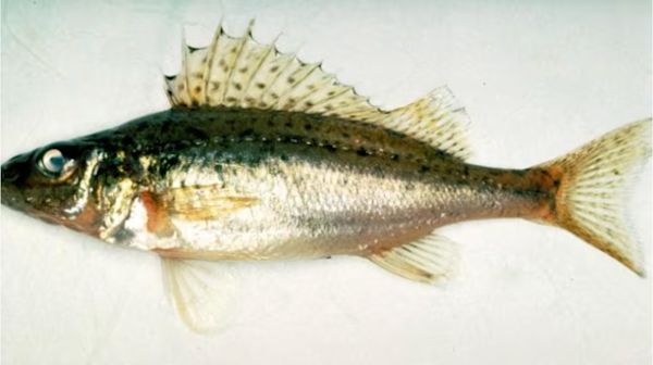 Invasive Sc Fish 'Very aggressive competitors': New invasive fish detected in Ontario ...