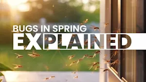Why spring’s bugs seem to appear all at once