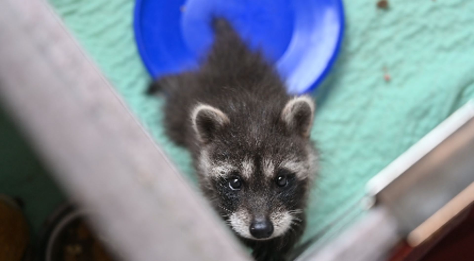 What to do if you find an orphaned animal - The Weather Network