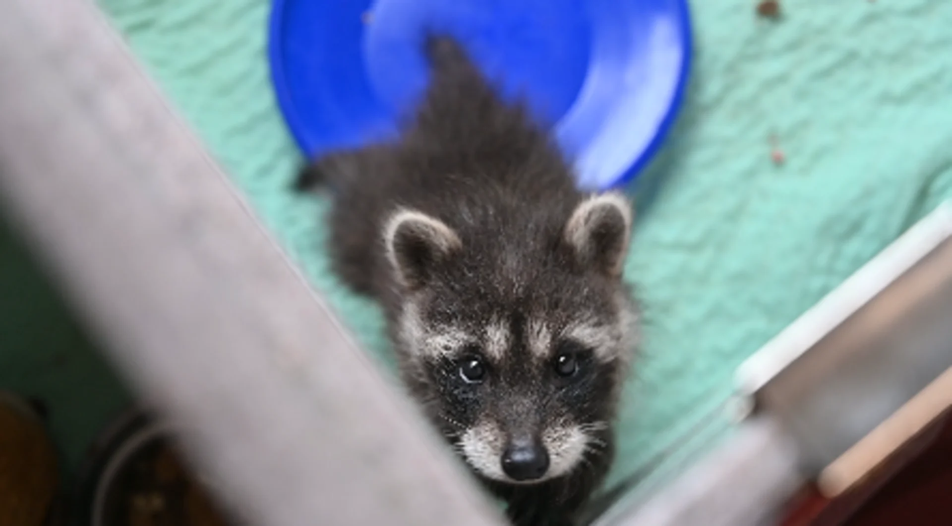 What to do if you find an orphaned animal