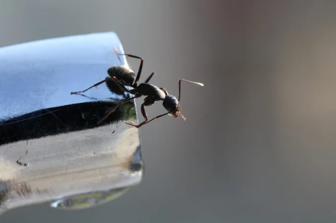 Surprise ! Les fourmis sont de retour dans nos maisons !