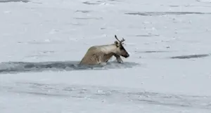 WATCH: Dramatic caribou ice rescue unfolds in Atlantic Canada