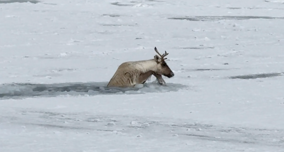 WATCH: Dramatic caribou ice rescue unfolds in scenic Canadian