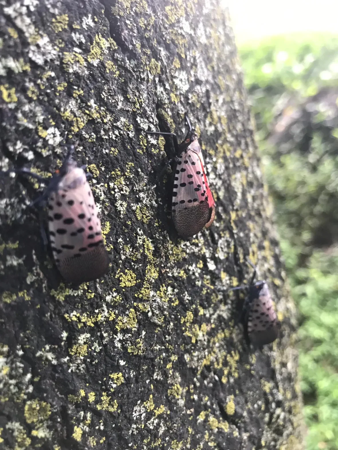 spotted-lanternfly (1)/Courtesy of the Invasive Species Centre via CBC