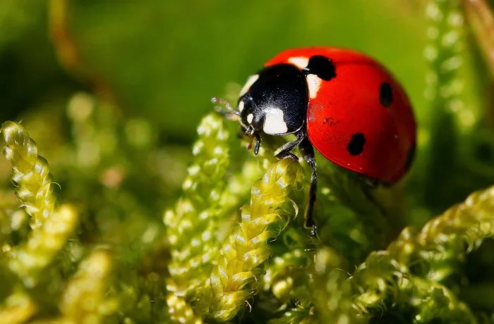 Coccinelles : comment les garder loin de vos maisons ?