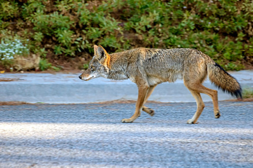 The Weather Network - 'Garbage Diet' May Make Urban Coyotes More Aggressive