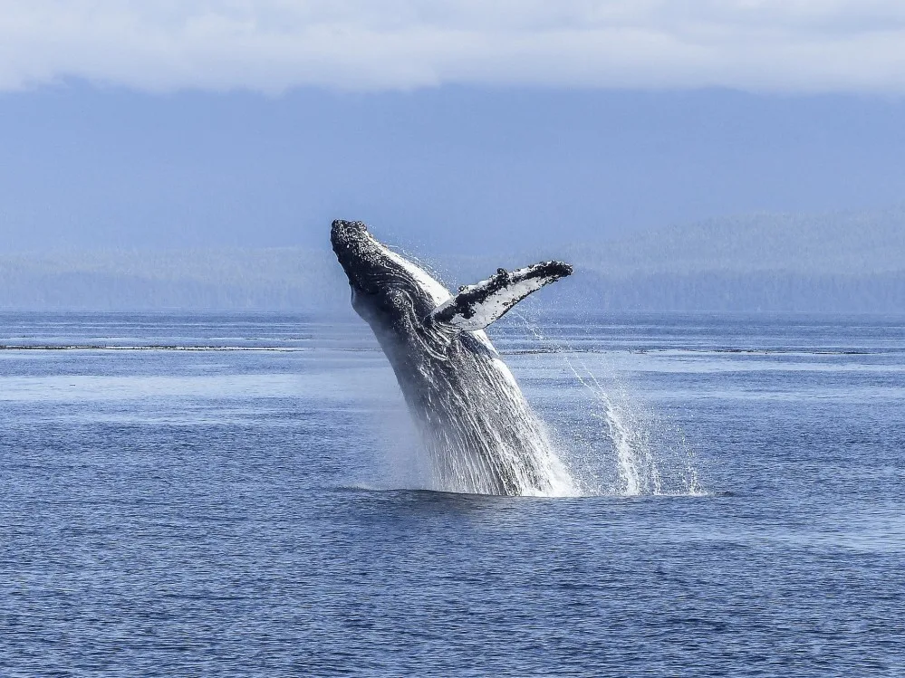 Pixabay: Humpback whale breaching