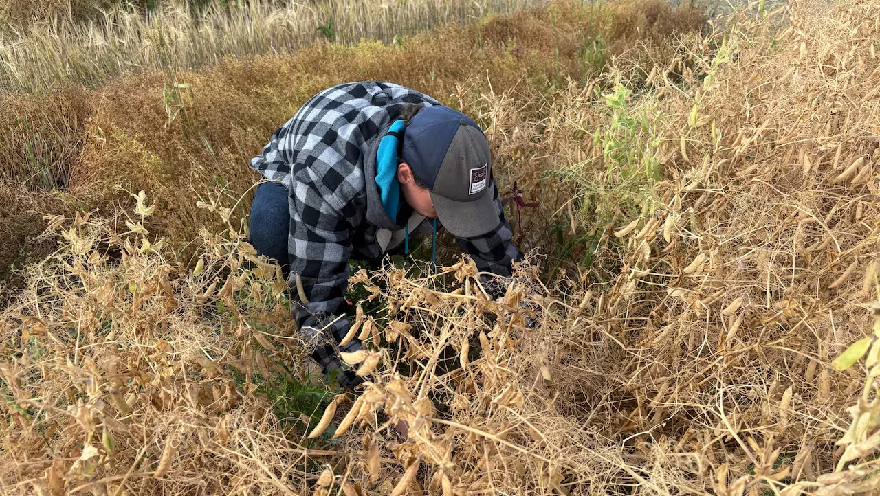 Crops, Prairies, Farmer, Saskatchewan, Canada, October 13, 2025. (Halyna Mihalik/CBC)