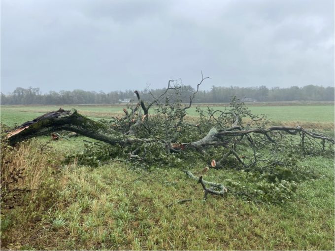 CBC - The tree lies in the field after being downed by Fiona. (Len Wagg/CBC)