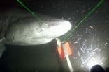 Huge sharks, tiny plankton: Exploring the changing Arctic from an icebreaker