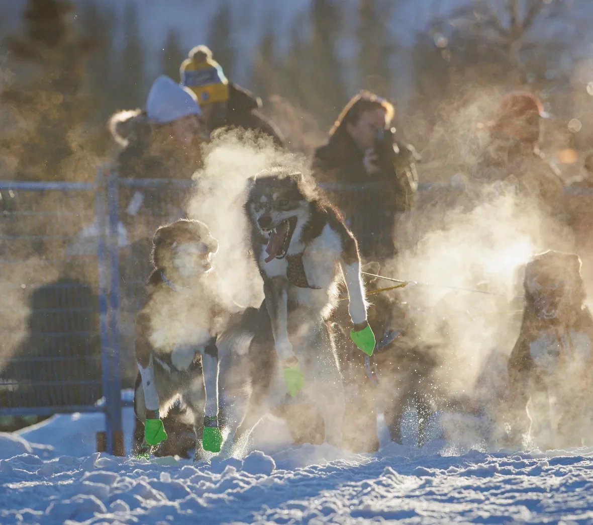 yukon-quest-2023-whitehorse1/Evan Mitsui/CBC