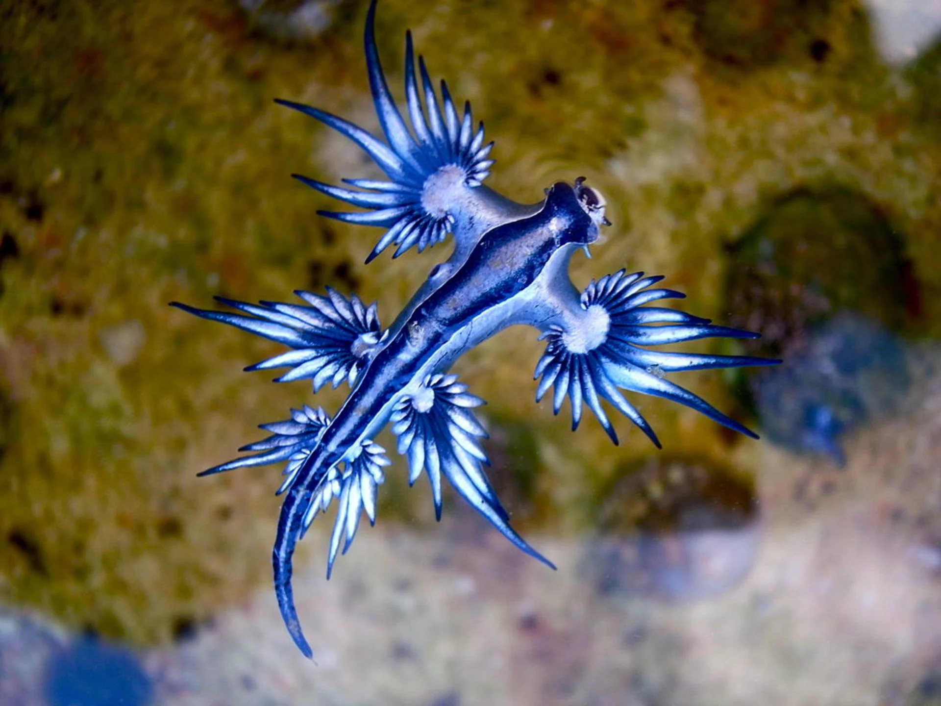 Enchanting but dangerous 'blue dragon' washes ashore in Texas