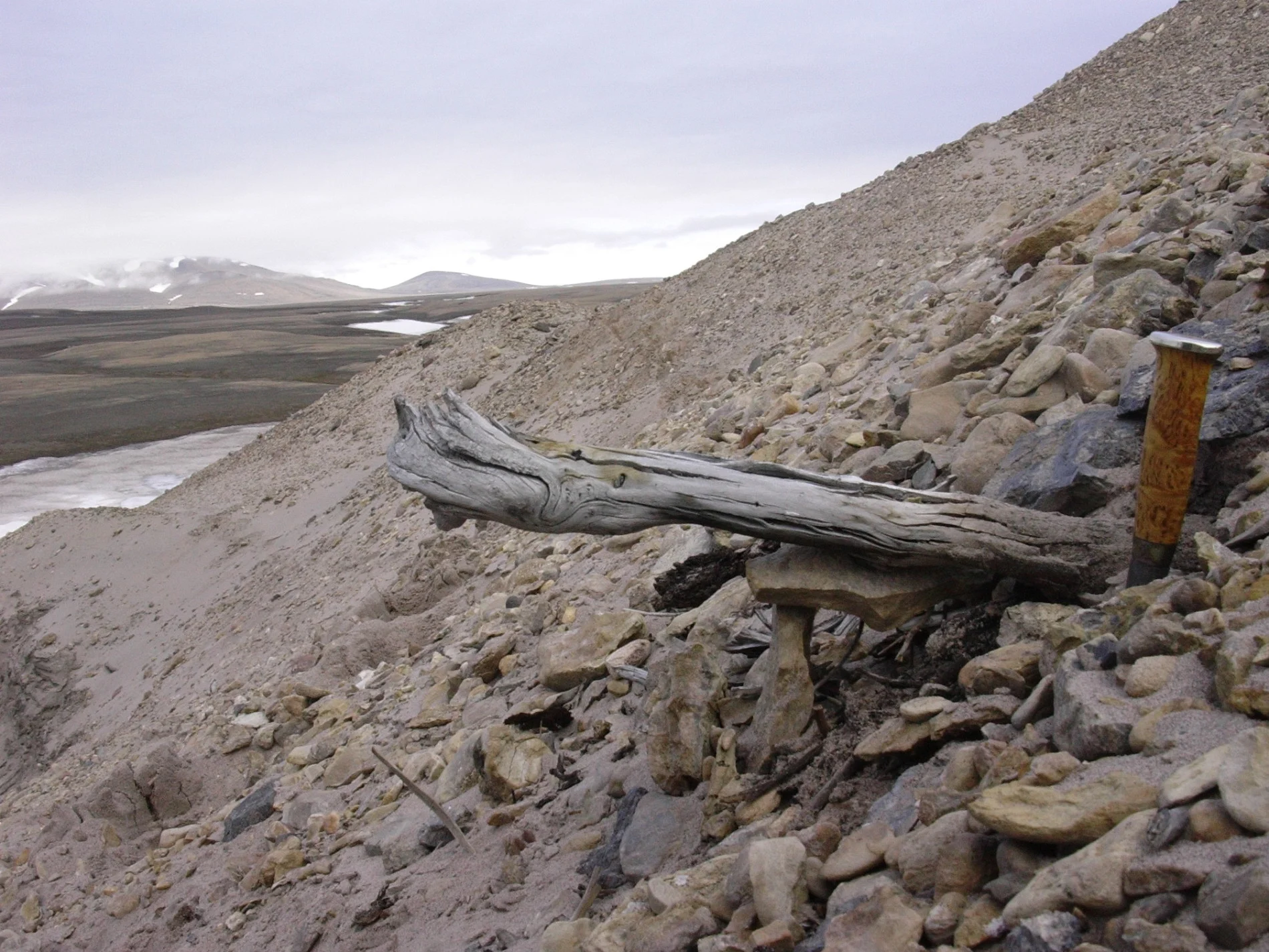 World's oldest DNA found in northern Greenland dates back 2 million years