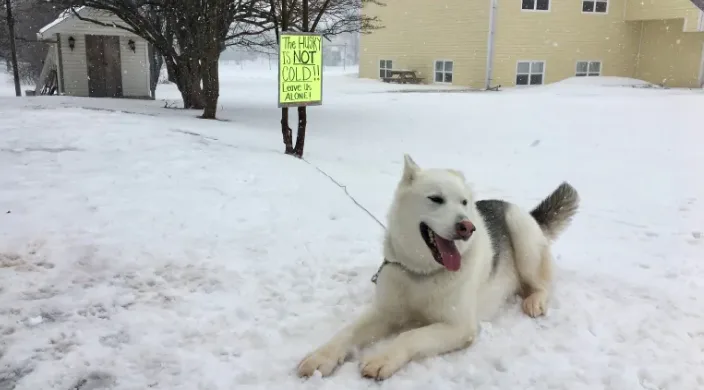Owners say husky is happy in snow, please stop complaining